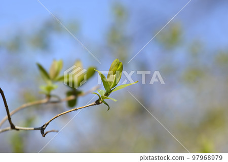 Tatarian honeysuckle 97968979