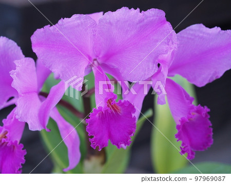 Cattleya trianae rubra Cattleya trianaei f. rubra Progenitor of Cattleya 97969087