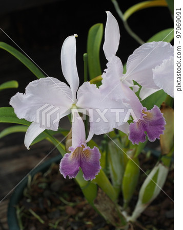 Cattleya trianae coerulea Cattleya trianaei f. coerulea progenitor 97969091