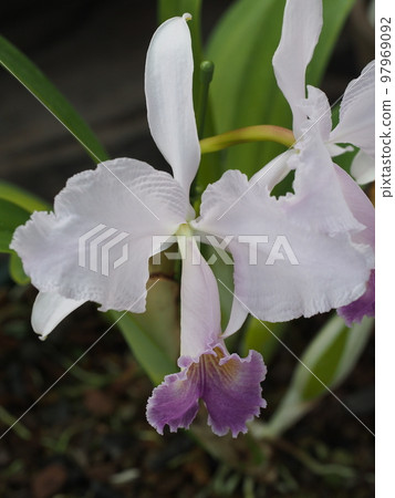Cattleya trianae coerulea Cattleya trianaei f. coerulea Progenitor 97969092