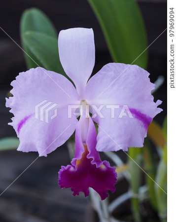 Cattleya trianae Cattleya 的祖先 Cattleya trianae Cattleya 的祖先 97969094
