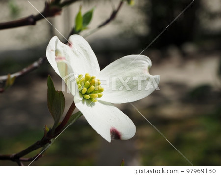 White dogwood White dogwood 97969130