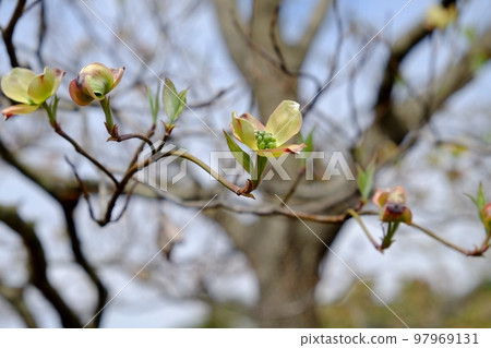 Dogwood flower 97969131