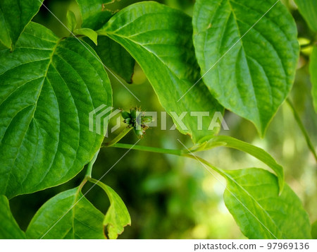 Dogwood in early summer with blue berries Dogwood in early summer with blue berries 97969136
