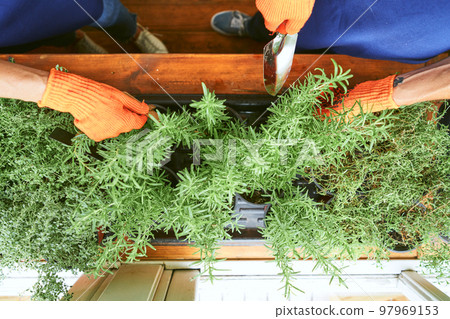 Gardening spicy herbs in pot on windowsill Gardening spicy herbs in pot on windowsill 97969153