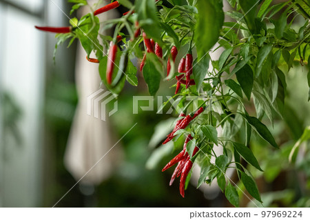 Chili Tree decoration in the beautiful gaden at night. Chili Tree decoration in the beautiful gaden at night. 97969224