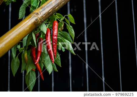 Chili Tree decoration in the beautiful gaden at night. Chili Tree decoration in the beautiful gaden at night. 97969225