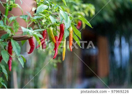 Chili Tree decoration in the beautiful gaden at noon. 97969226