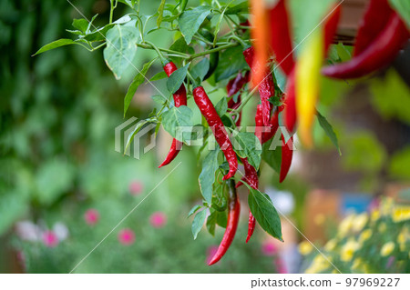 Chili Tree decoration in the beautiful gaden at noon. Chili Tree decoration in the beautiful gaden at noon. 97969227
