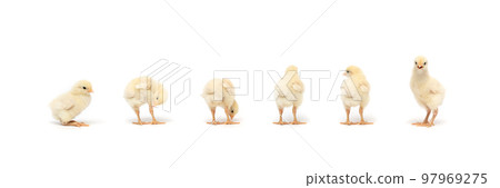 Isolated Little Rhode Island White baby chicken team stand in a row on solid white clear background in studio light. Isolated Little Rhode Island White baby chicken team stand in a row on solid white clear background in studio light. 97969275