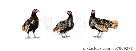 isolated 3 dark Gold SeBright Chicken in the row on the white background in studiolight 97969278