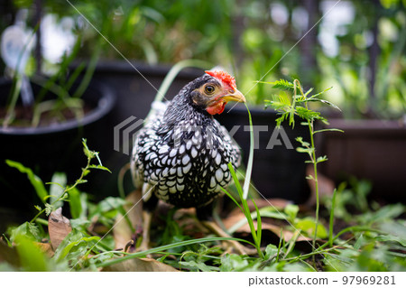 close up to Silver white Male SeBright Chick in the blur bokeh green garden background. 97969281