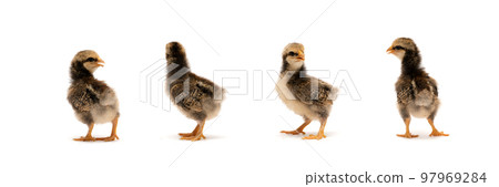 Isolated Baby Mini Wyandotte Chick on White clear background cover with green garden bokeh blur background. 97969284