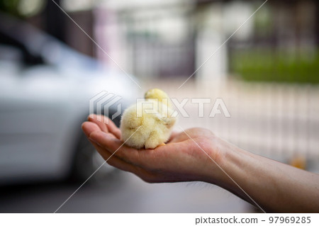 Yellow adorable chick on human man hand in outdoor light with blur background. Yellow adorable chick on human man hand in outdoor light with blur background. 97969285