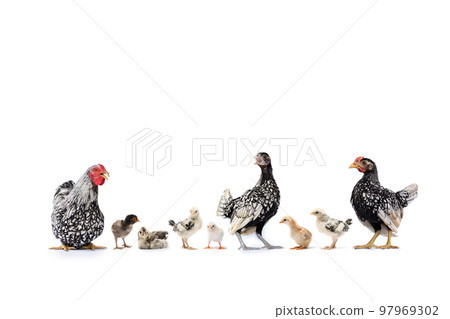 The Varieties of Chicken Speies such as Hamburg Leghorn Sebright Appenzeller Rhode Island Red and Wyandotte in the row on white background in studio light 97969302