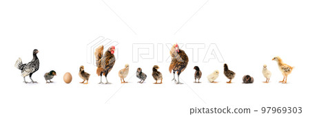 The Varieties of Chicken Speies such as Hamburg Leghorn Sebright Appenzeller Rhode Island Red and Wyandotte in the row on white background in studio light 97969303