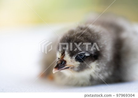 Black Baby Australorp Chick sleeps on white cloth cover the table with bokeh and blur garden at an outdoor field Black Baby Australorp Chick sleeps on white cloth cover the table with bokeh and blur garden at an outdoor field 97969304