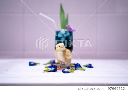 a yellow little chick with butterfly pea water and ice in a champagne glass is decorated by orchid and pandan leaf. It's shown and displayed on a pastel pink wood table in front of the cement wall. 97969312