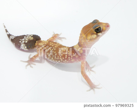 Gecko Gecko 伸長脖子看東西 97969325