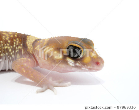 圓眼壁虎 97969330