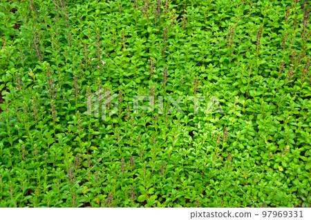 牆德語 牆德語 97969331