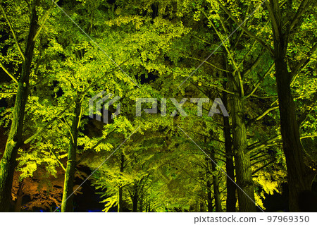 Illuminated ginkgo trees 97969350