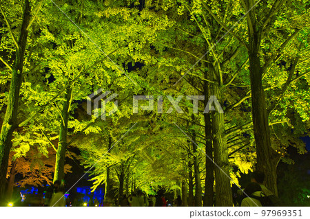 The yellow world of ginkgo trees The yellow world of ginkgo trees 97969351