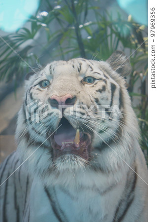 White Tiger White Tiger 97969356