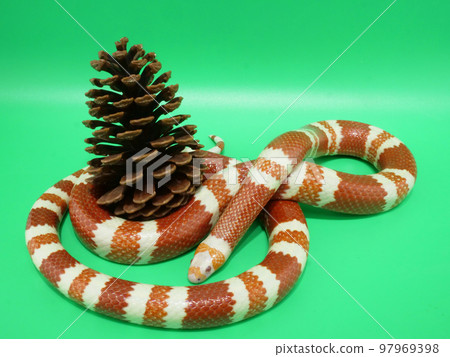 Pinecone and Queretaro King Snake 97969398