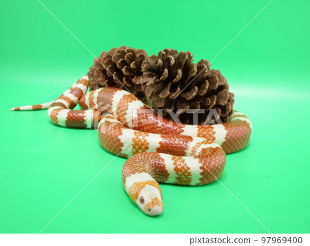 大堅果和 Ruthven King Snake 97969400