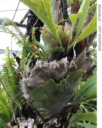 立山阿羅哈花園 97969496