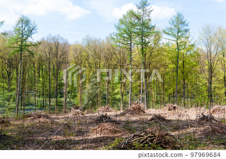 Hallerbos on a sunny spring afternoon 97969684