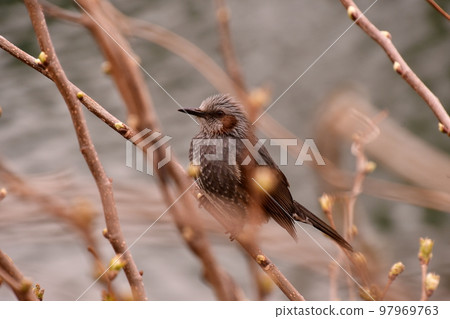 Brown-eared Bulbul perching on Yoshino cherry tree Brown-eared Bulbul perching on Yoshino cherry tree 97969763