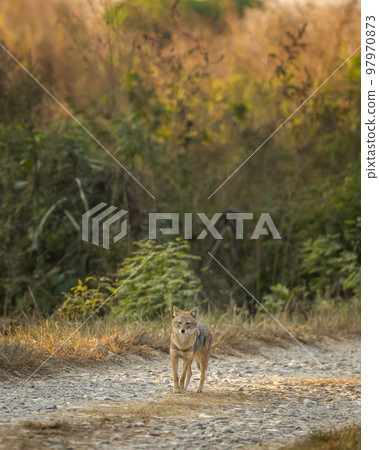 golden jackal or Canis aureus walking head on forest track in morning safari at dhikala zone of jim corbett national park or forest uttarakhand india asia 97970873