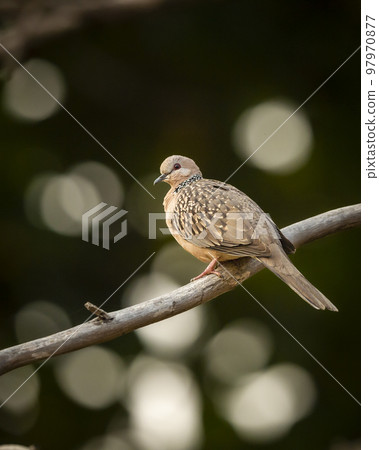 spotted dove or Spilopelia chinensis closeup or face portrait in bokeh background in panna national park forest madhya pradesh india asia spotted dove or Spilopelia chinensis closeup or face portrait in bokeh background in panna national park forest madhya pradesh india asia 97970877