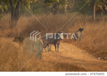 Indian boar or Andamanese or Moupin pig or wild boar Sus scrofa cristatus a dangerous animal on forest track or road at panna national park forest tiger reserve madhya pradesh india asia 97970893