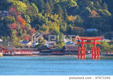 [廣島縣]日本三大名勝之一的宮島大鳥居修繕完成後 97971040