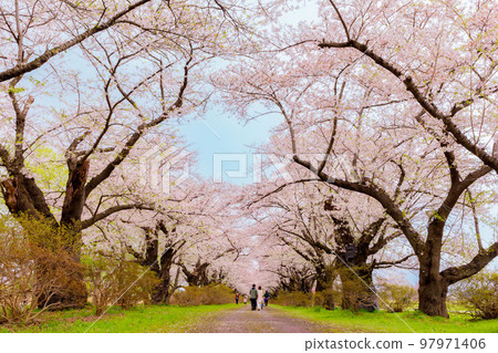 Cherry blossoms in Kitakami Tenshochi, Kitakami City, Iwate Prefecture 97971406