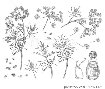 Set of hand drawn monochrome dill plants and seeds sketch style Set of hand drawn monochrome dill plants and seeds sketch style 97971475