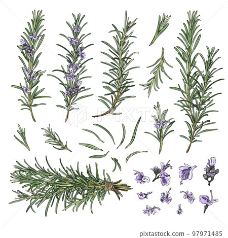 Rosemary branches and flowers collection sketch vector illustration isolated. 97971485