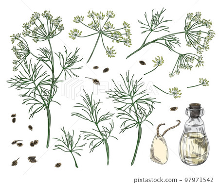Dill plant different parts and dill oil sketch vector illustration isolated. Dill plant different parts and dill oil sketch vector illustration isolated. 97971542