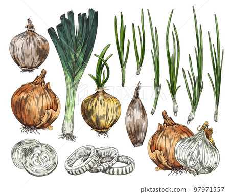 Onions such as bulb, spring onions and leeks sketch vector illustration isolated. Onions such as bulb, spring onions and leeks sketch vector illustration isolated. 97971557