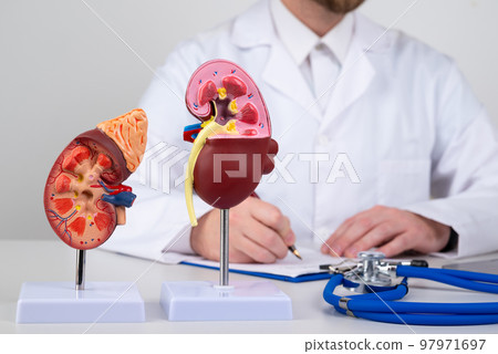 mockup kidney on work desk of doctor 97971697