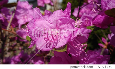 Murasaki杜鵑花 Murasaki杜鵑花 97971730