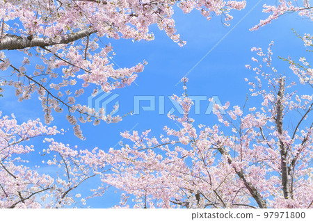 Cherry blossoms and blue sky frame Cherry blossoms and blue sky frame 97971800
