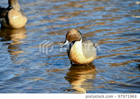 Pintail 97971968