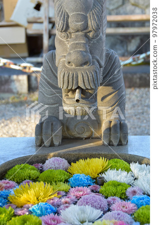 Tatsujo Shrine's colorful flower chozuya Tatsujo Shrine's colorful flower chozuya 97972038