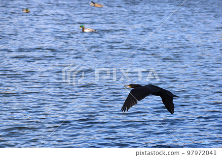 A river cormorant in flight 97972041
