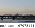 A flock of birds flapping their wings over the Tama River in the morning 97972141