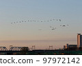 Flock of birds flapping the Tama River in the morning 2 97972142